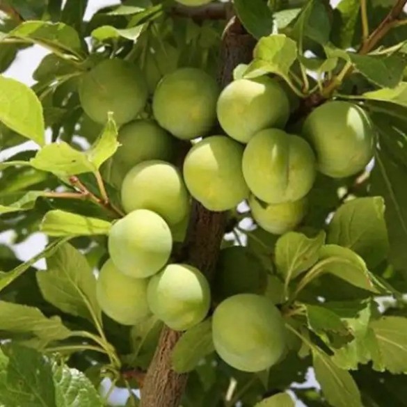 Prunus domestica 'Zöld ringló' - Szilva