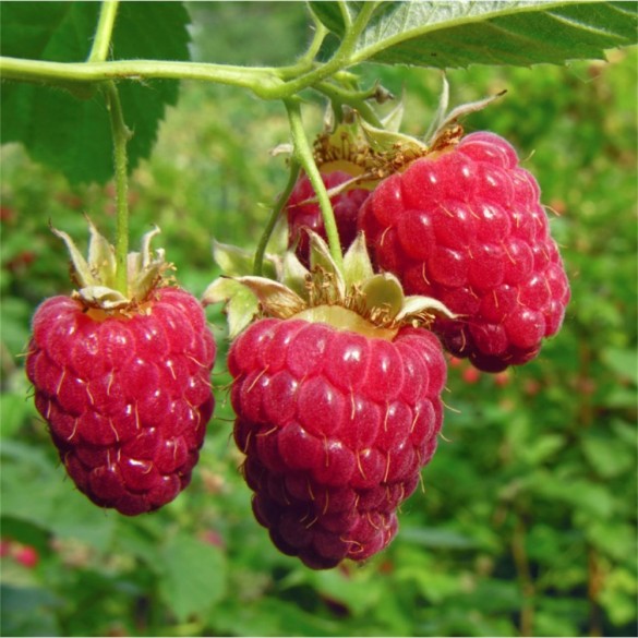 Rubus idaeus 'Polana' - Málna Rubus idaeus 'Polana' - Málna