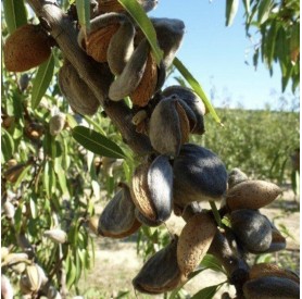 Prunus dulcis 'Genco' - Mandula