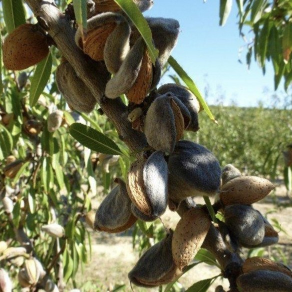 Prunus dulcis 'Genco' - Mandula