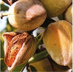 Prunus dulcis 'Tuono' - Mandula