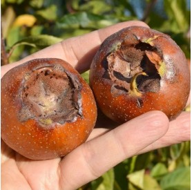 Mespilus germanica 'Hollandi Óriás' - Naspolya