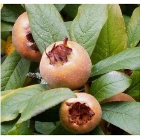 Mespilus germanica 'Szentesi Rózsa' - Naspolya