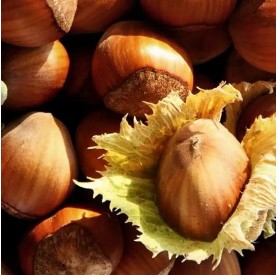 Corylus avellana 'Bőtermő' - Mogyoró