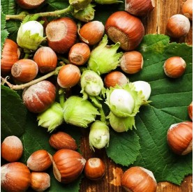 Corylus avellana 'Cosford' - Mogyoró