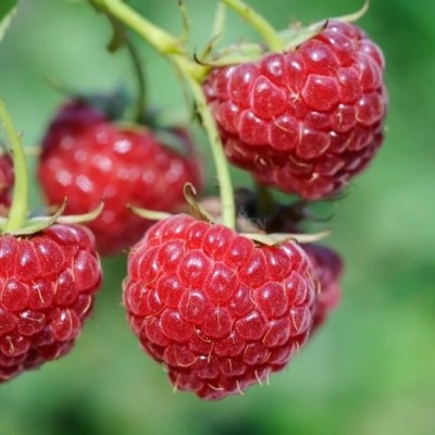 Ribes idaeus 'Fertődi zamatos' - Málna