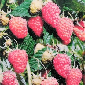 Ribes idaeus 'Malling' - Málna Ribes idaeus 'Malling' - Málna