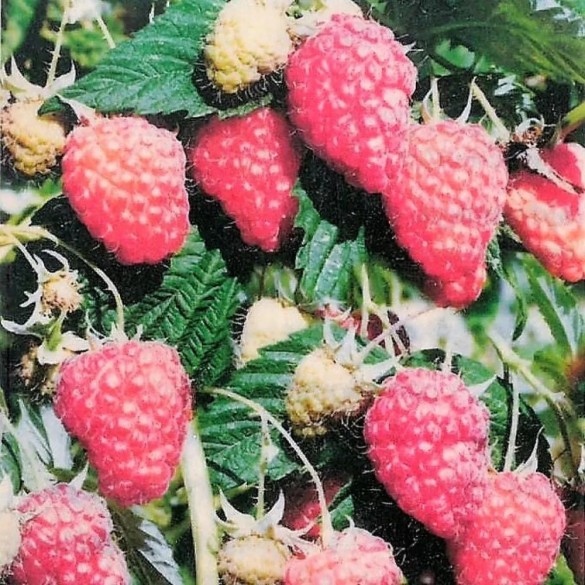 Ribes idaeus 'Malling' - Málna Ribes idaeus 'Malling' - Málna