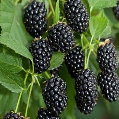 Rubus fruticosus 'Dirksen' - Szeder