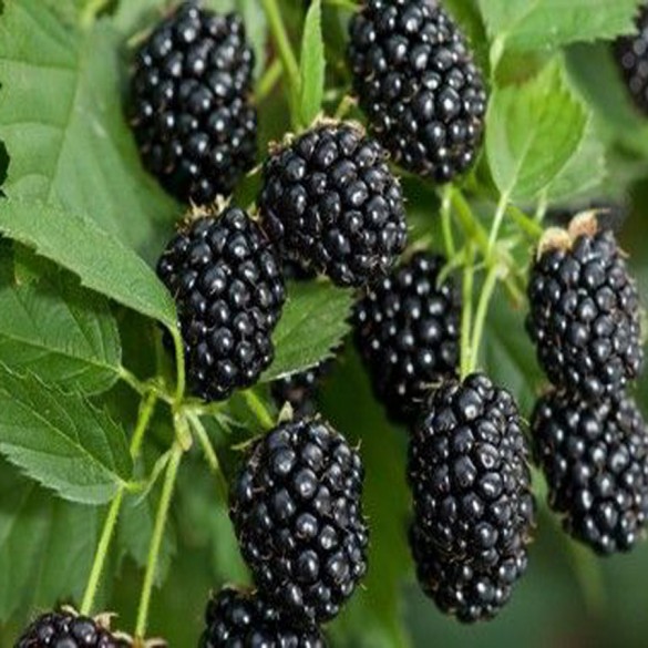 Rubus fruticosus 'Dirksen' - Szeder Rubus fruticosus 'Dirksen' - Szeder