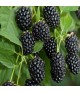 Rubus fruticosus 'Dirksen' - Szeder