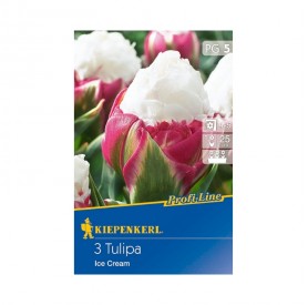 Tulipa 'Ice Cream' - Hagyma