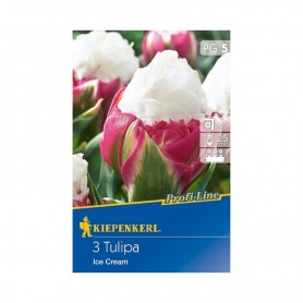 Tulipa 'Ice Cream' - Hagyma