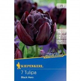 Tulipa 'Black Hero' - Hagyma