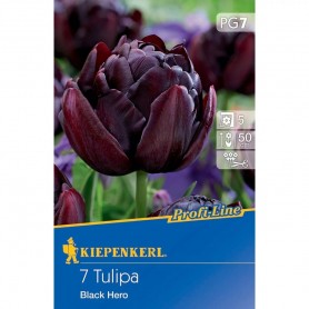 Tulipa 'Black Hero' - Hagyma