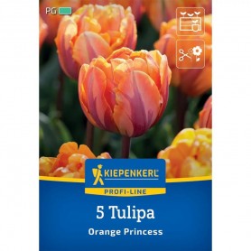 Tulipa 'Orange Princess' - Hagyma