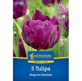 Tulipa 'Negrita Double' - Hagyma