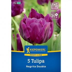 Tulipa 'Negrita Double' - Hagyma