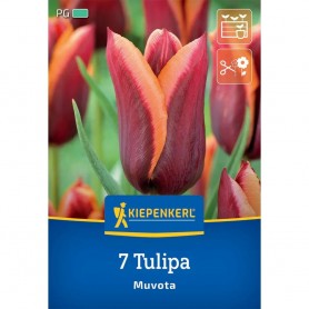 Tulipa 'Muvota' - Hagyma
