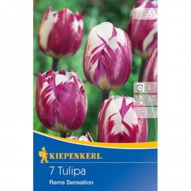 Tulipa 'Rems Sensation' - Hagyma