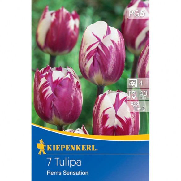 Tulipa 'Rems Sensation' - Hagyma