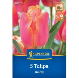 Tulipa 'Jimmy' - Hagyma