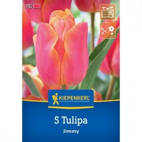 Tulipa 'Jimmy' - Hagyma