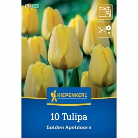 Tulipa 'Golden Apeldoorn' - Hagyma