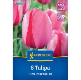 Tulipa 'Pink Impression' - Hagyma