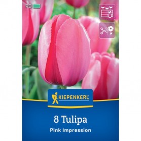 Tulipa 'Pink Impression' - Hagyma