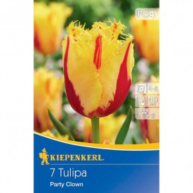 Tulipa 'Party Clown' - Hagyma