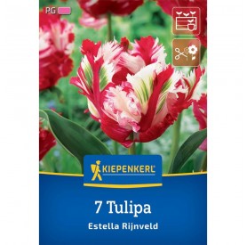 Tulipa 'Estella Rijnveld' - Hagyma