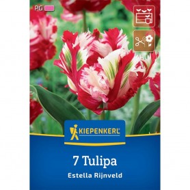 Tulipa 'Estella Rijnveld' - Hagyma