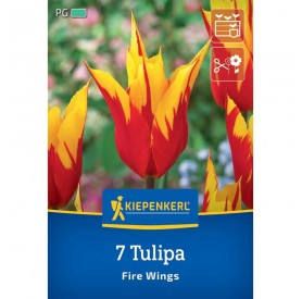 Tulipa 'Fire Wings' - Hagyma
