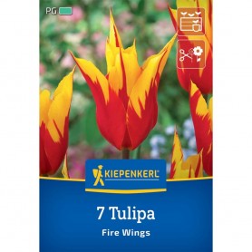 Tulipa 'Fire Wings' - Hagyma
