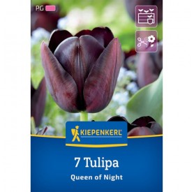 Tulipa 'Queen of Night' - Hagyma