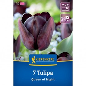 Tulipa 'Queen of Night' - Hagyma