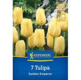 Tulipa 'Golden Emperor' - Hagyma