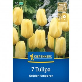 Tulipa 'Golden Emperor' - Hagyma