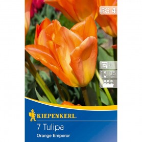 Tulipa 'Orange Emperor' - Hagyma