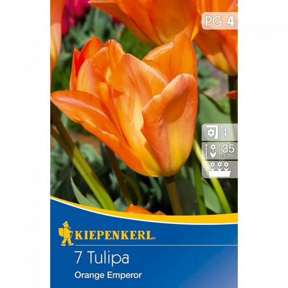 Tulipa 'Orange Emperor' - Hagyma