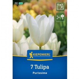 Tulipa 'Purissima' - Hagyma