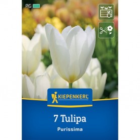 Tulipa 'Purissima' - Hagyma