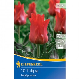 Tulipa 'Rotkäppchen' - Hagyma