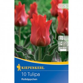 Tulipa 'Rotkäppchen' - Hagyma