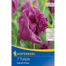 Tulipa 'Parrot Prince' - Hagyma