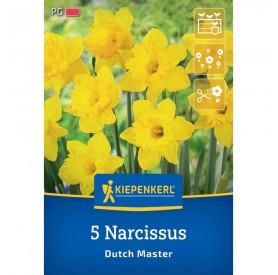 Narcissus 'Dutch Master' - Hagyma