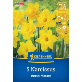 Narcissus 'Dutch Master' - Hagyma