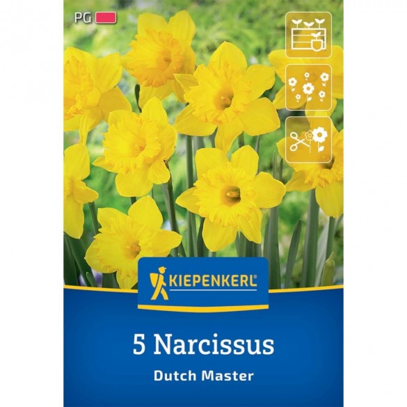 Narcissus 'Dutch Master' - Hagyma