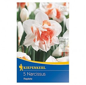 Narcissus 'Replete' - Hagyma